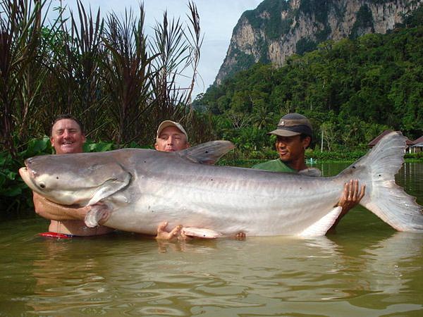 thaimaa kalastus